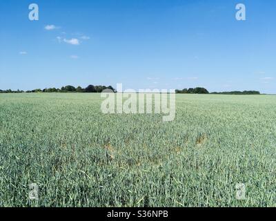 Corn growing in farmers field Stock Photo