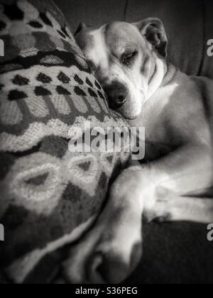 Black and white image of a large dog sleeping on couch pillow Stock Photo