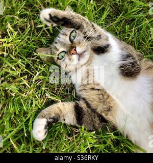 Surprised tabby cat with big eyes lying on back in grass. Stock Photo