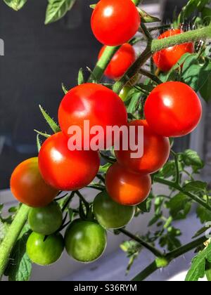 Cherry tomatoes ripening on the vine Stock Photo