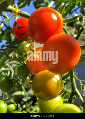 Cherry tomatoes and flower on the vine Stock Photo