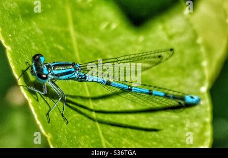A blue dragonfly on leaf Stock Photo - Alamy