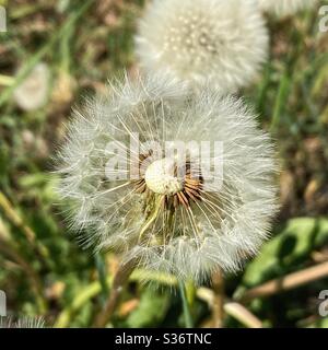 Dandelion flower on a spring meadow in Munich. Stock Photo