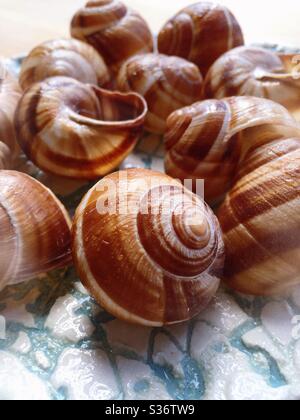 Still life of snail shells which are used in the preparation and presentation of the iconic French gourmet dish escargot Stock Photo