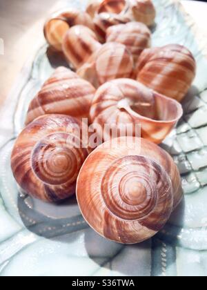 Snail shells are used in the preparation and presentation of the iconic French dish escargot Stock Photo