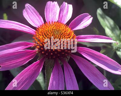 Purple coneflower in natural sunlight Stock Photo