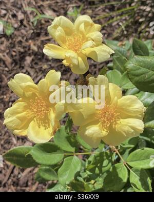 Bright yellow roses growing in a garden Stock Photo