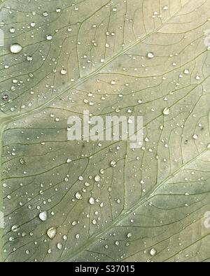 Raindrops on the underside of a plant leaf Stock Photo