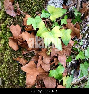 Dead and fresh Ivy (Hedera helix) leaves on oak tree trunk. Stock Photo