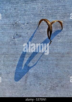 Dried leaf with shadow on concrete Stock Photo