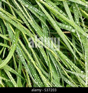 Raindrops on long grass. Stock Photo