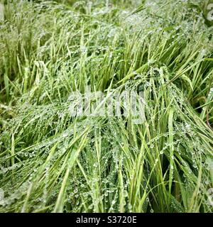 Droplets of rain on long grass. Stock Photo