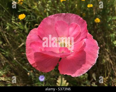 Large pink poppy Stock Photo