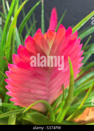 Pink Quill glowing in the sunlight Stock Photo