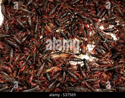 Live crawfish in an Asian market, USA. Stock Photo