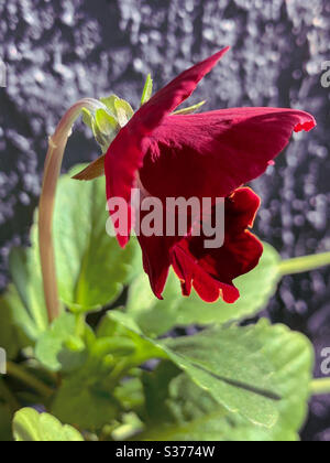 Side POV of velvety red pansy flower Stock Photo