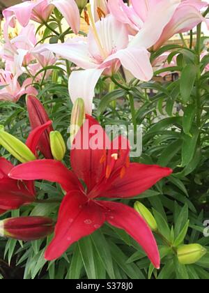 Close up of stargazer Lily flowers Stock Photo