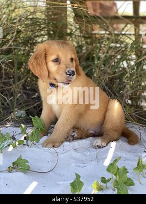 labrador puppies ikman lk dogs golden retriever