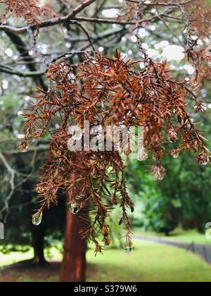 Rain drops on tree leaves Stock Photo