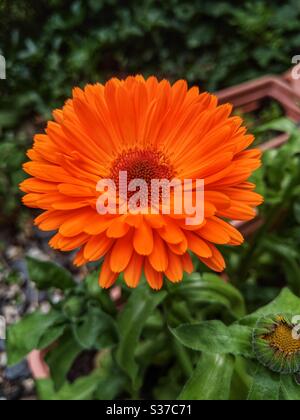 Calendula officinalis or common marigold or scotch marigold flower in home pot garden Stock Photo