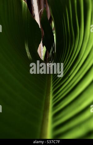 From inside the palm frond (flash left outside).  Los Angeles CA 6.19.20 Stock Photo