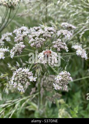 Ladybug Sleeping On Flowers Stock Photo