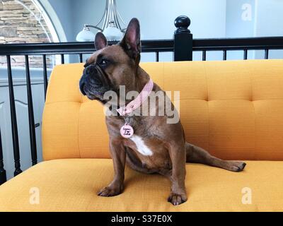 A french bulldog on a yellow sofa. Stock Photo