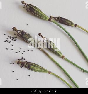 Poppy seed pods Stock Photo