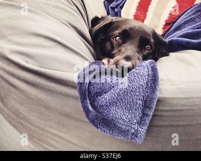 Closeup view of a mature nine year old Black Labrador lying on a giant comfortable beanbag seat indoors with blanket. 9 years old family pet dog resting on grey home furniture. Copy space on left. Stock Photo