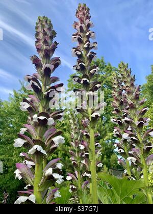 Tall purple Acanthus spinosus plant Tall purple Acanthus spinosus plant
