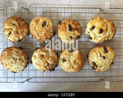Freshly baked fruit scones cooling on a wire rack Stock Photo