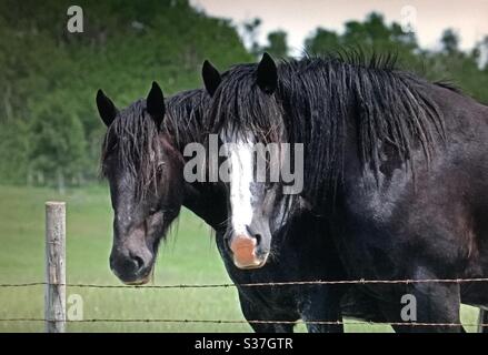 Draft horses, heavy horse , work horse, Shire horse, pair, team, buddies, friends, black, blaze Stock Photo