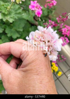 A ladybug walking on a woman’s hand. Stock Photo