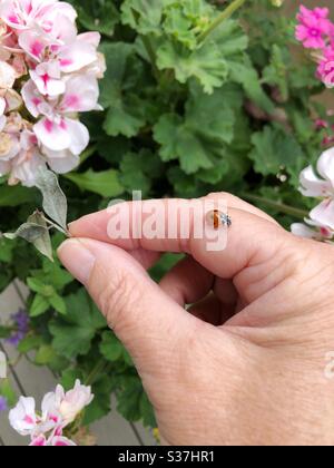 A ladybug walking on a woman’s hand. Stock Photo