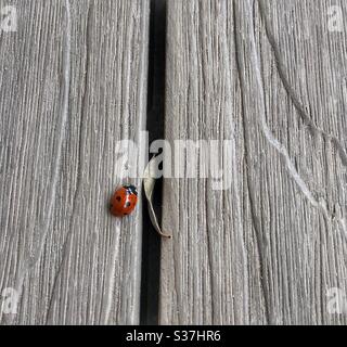 A tiny ladybug walking on a balcony wooden panel. Stock Photo