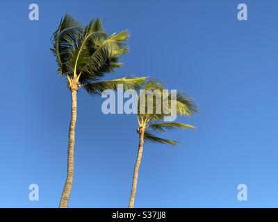 Two coconut palm trees blowing in breeze against a clear blue sky