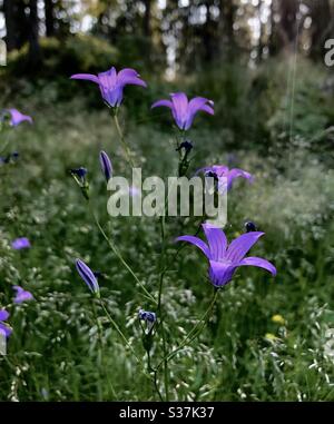 Spreading bellflower or Campanula patula This delicate bellflower bears lateral branches of pale blue or white flowers that are upright and funnel shaped. Stock Photo