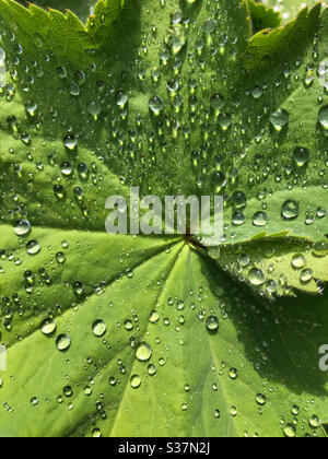 Water droplets on a sunlit leaf. Stock Photo