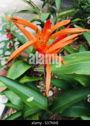 bright red & yellow Heliconia Psittacorum flower aka American Dwarf / Fireflash / Lady Di,Singapore Stock Photo