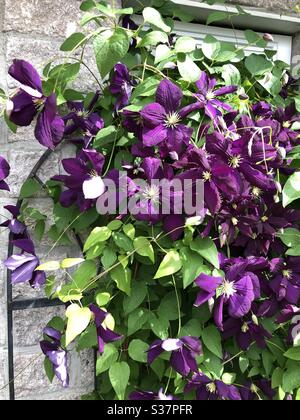 Purple Clematis on a White brick wall Stock Photo