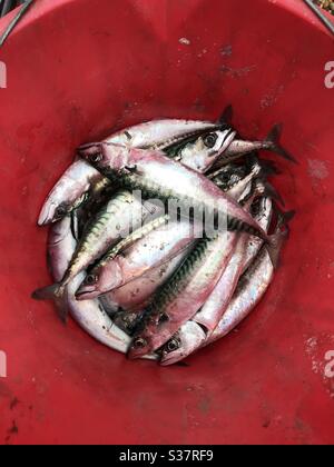 Fresh fish in a bucket. stock image. Image of seafood - 199681691