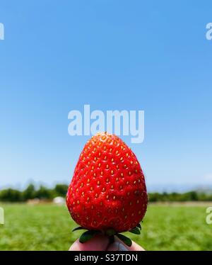A person holding a freshly picked strawberry. Moorpark, California USA. Stock Photo