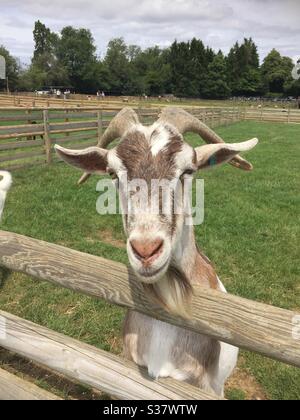 Goat at a children’s farm Stock Photo