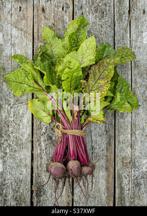 Bunch of baby beetroot plants with leaves on wooden planks harvested from allotment Stock Photo