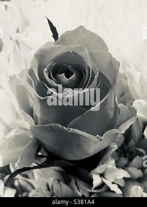 Black and white rose Stock Photo