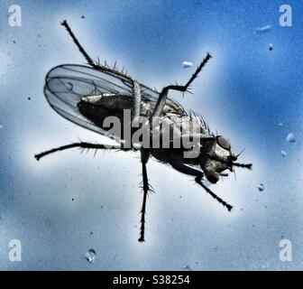 Macro Photography- A fly with rain drops Stock Photo