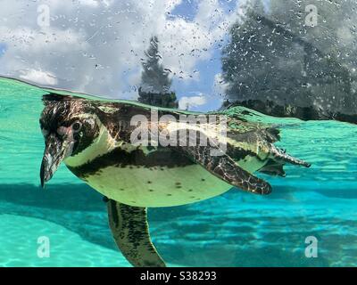 A Humboldt penguin swimming in a tank at Chester zoo Stock Photo