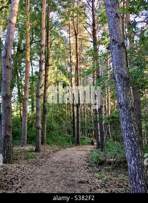 Wooded trail in a Wisconsin forest Stock Photo