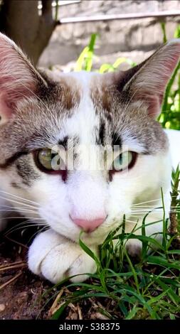 Gato mushu color blanco con café y gris Stock Photo