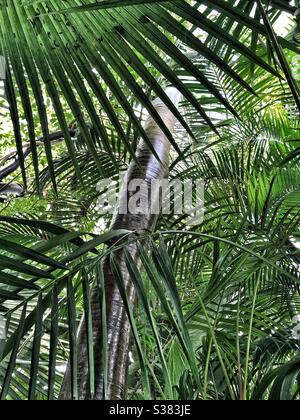 Looking up through Palms at Kew Gardens Stock Photo